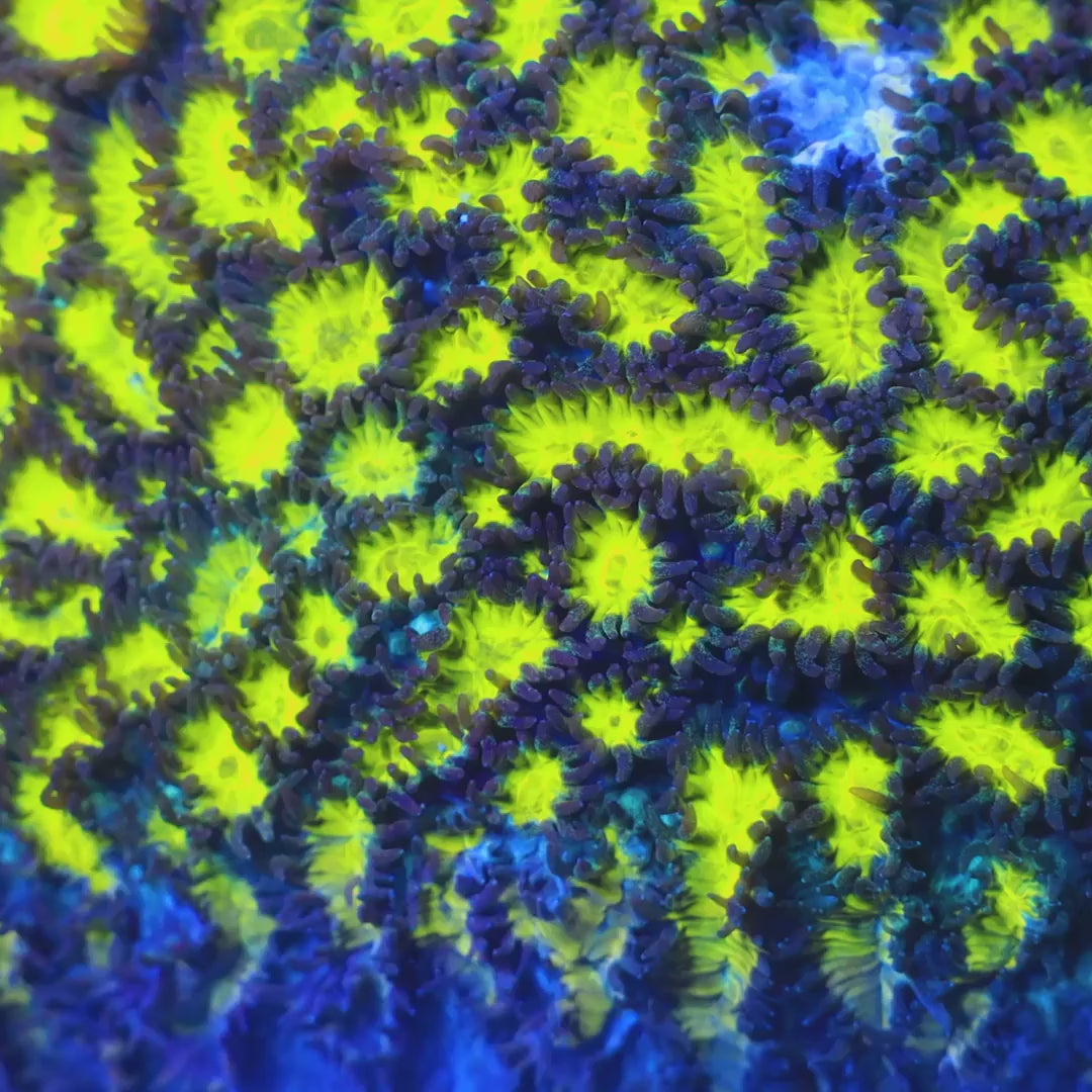 TSA Lemon Frost Hydnophora Coral
