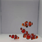 Gladiator Clownfish - Amphiprion ocellaris