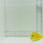 Juvenile Orange Shoulder Tang