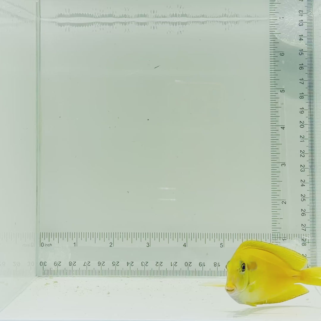 Juvenile Orange Shoulder Tang