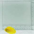 Mimic Lemonpeel Tang