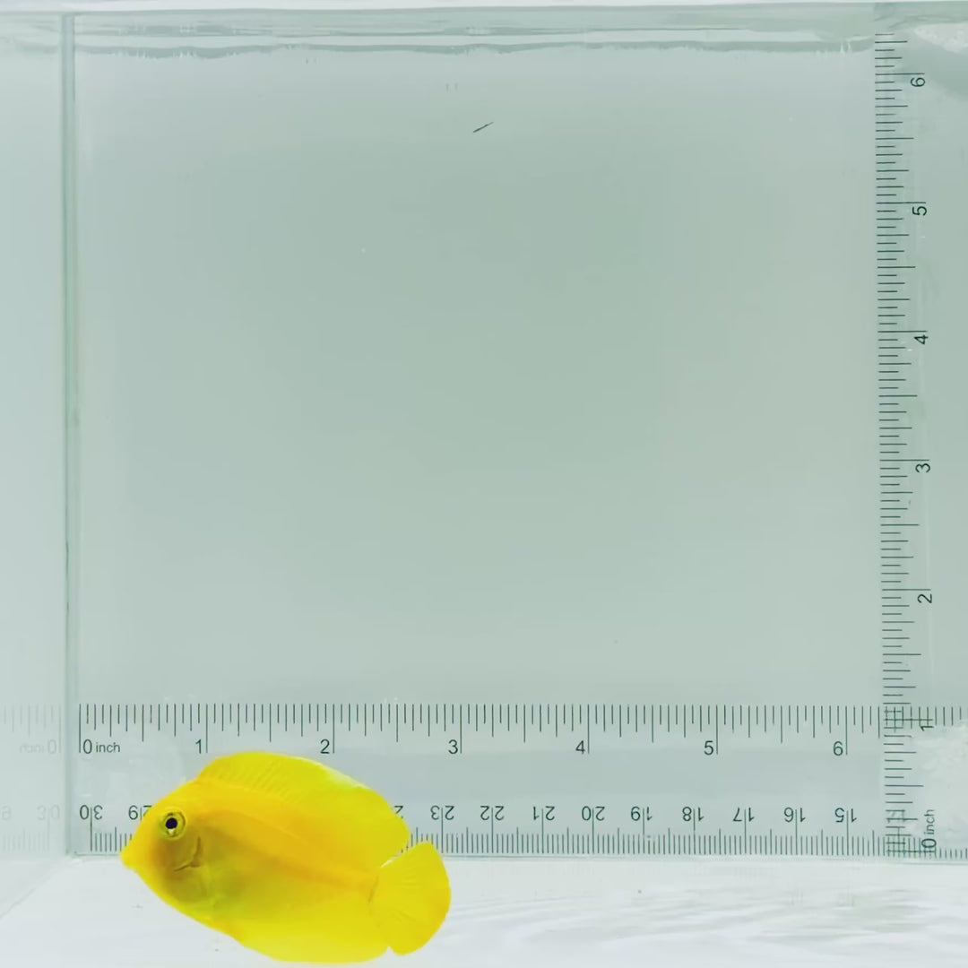 Mimic Lemonpeel Tang