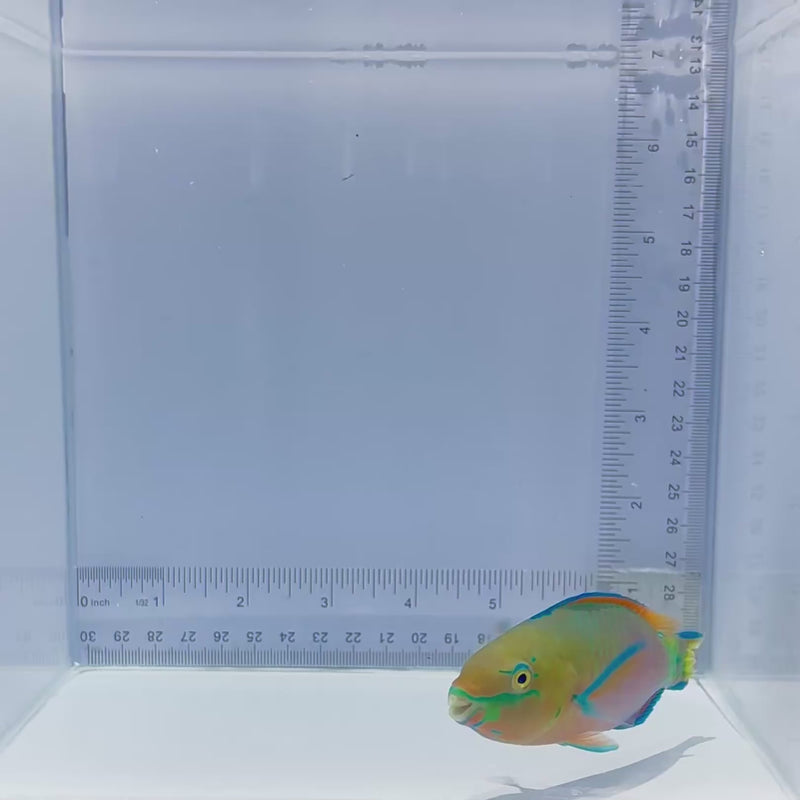 Quoy's Parrotfish