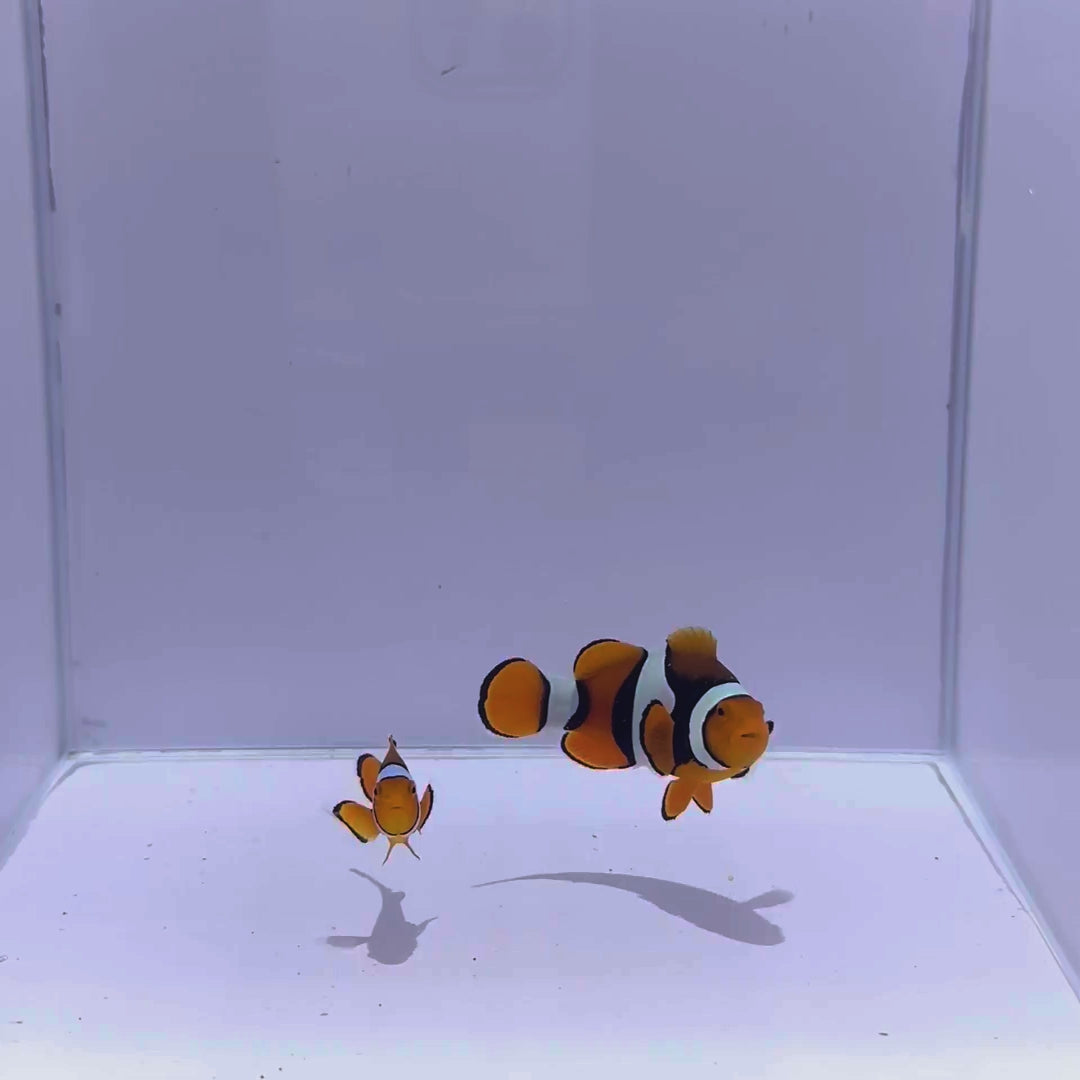 True Onyx Percula Clownfish Pair