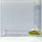 Princess Parrotfish