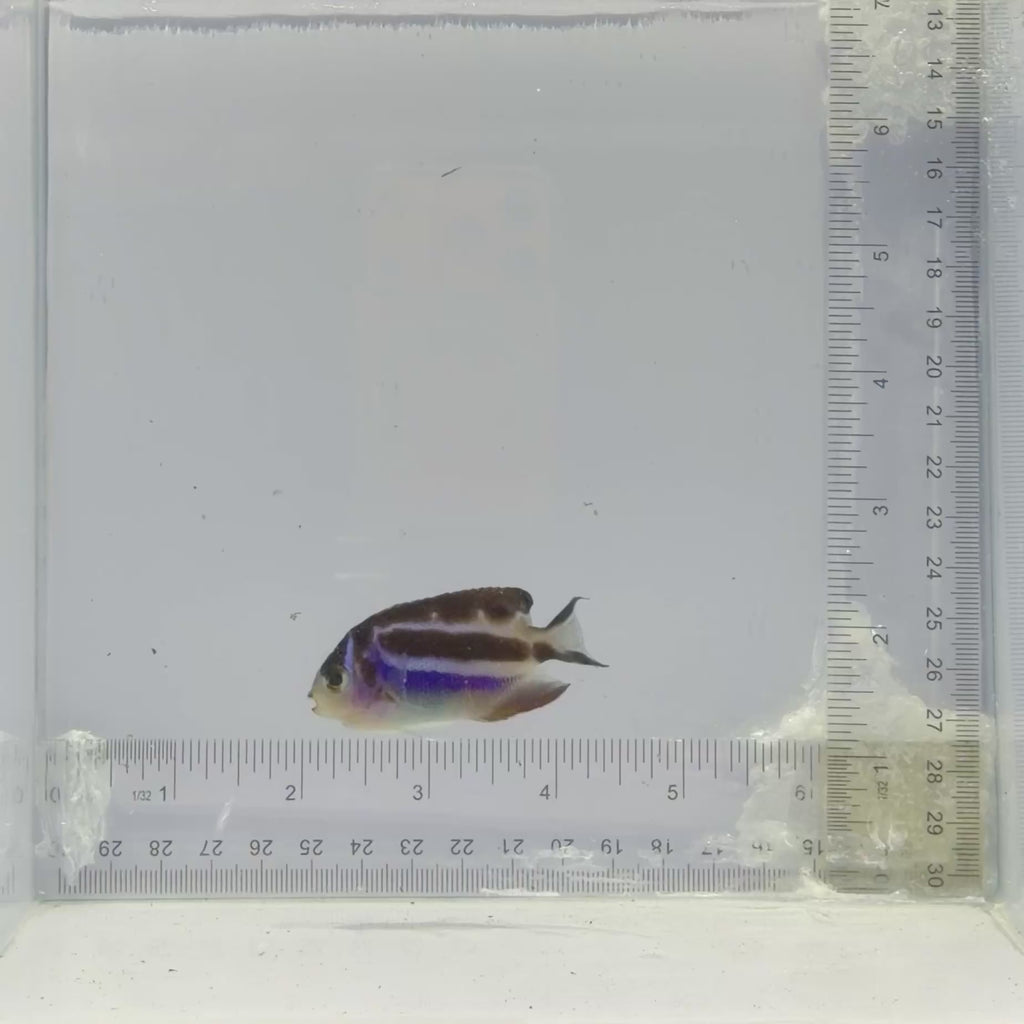 Captive-Bred Female Bellus Angelfish