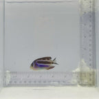 Captive-Bred Female Bellus Angelfish