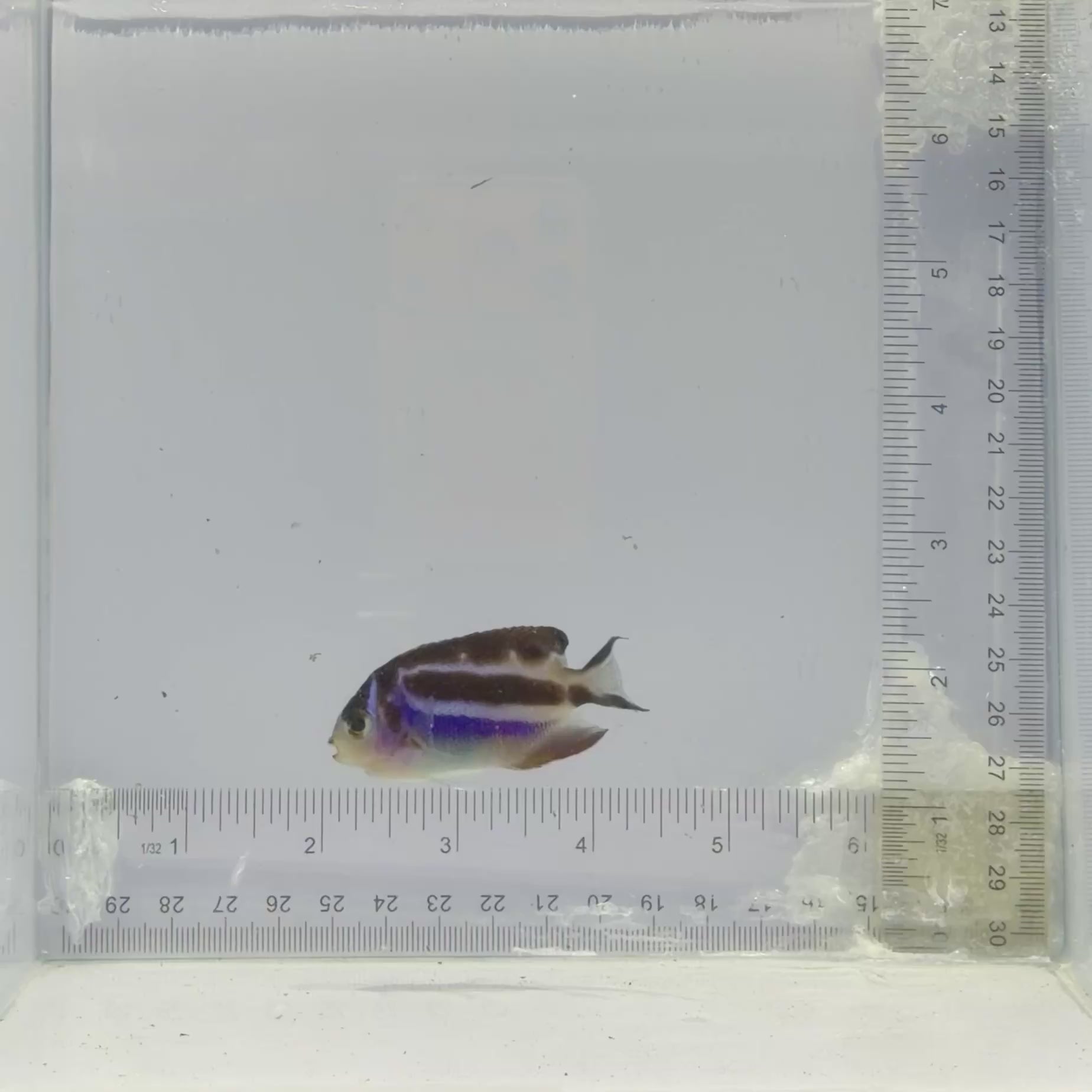 Captive-Bred Female Bellus Angelfish