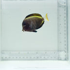 Hybrid Achilles X White Cheek Tang