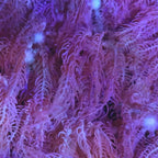 Waving Hand Anthelia Coral