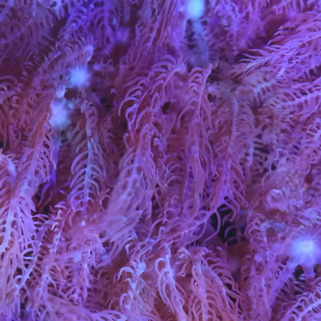 Waving Hand Anthelia Coral