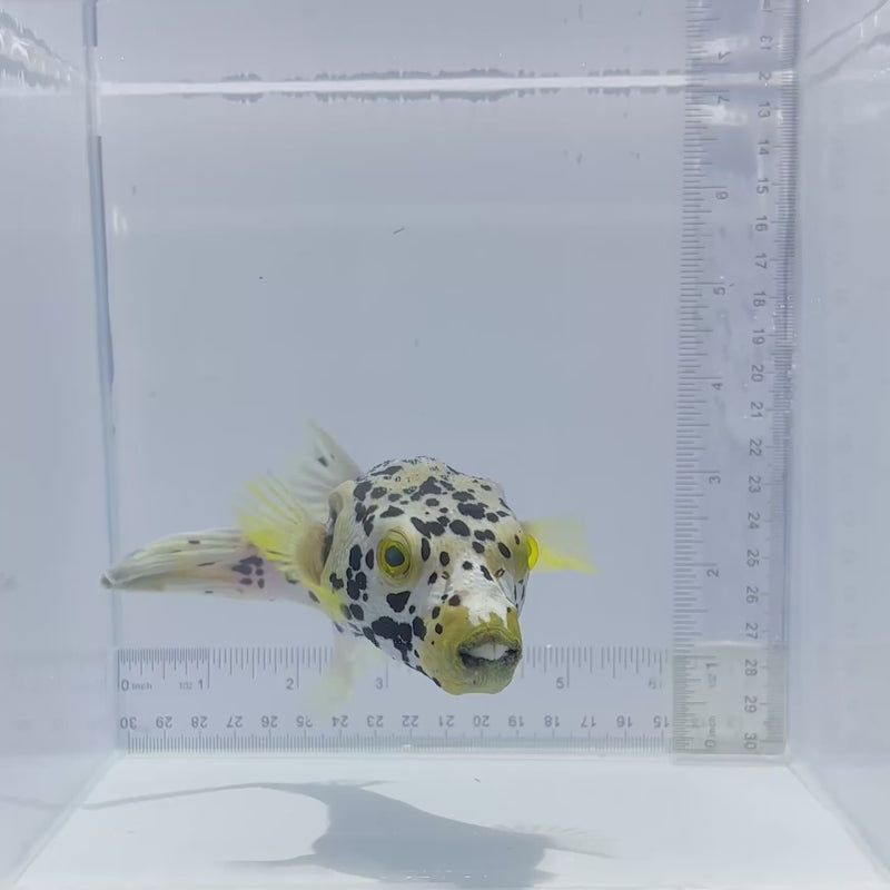 Dalmation Pufferfish (Arothron nigropunctatus)