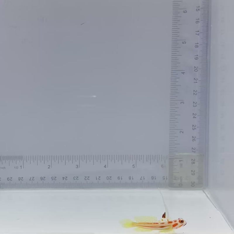 Yasha Hasha Goby Fish (Stonogobiops yasha)