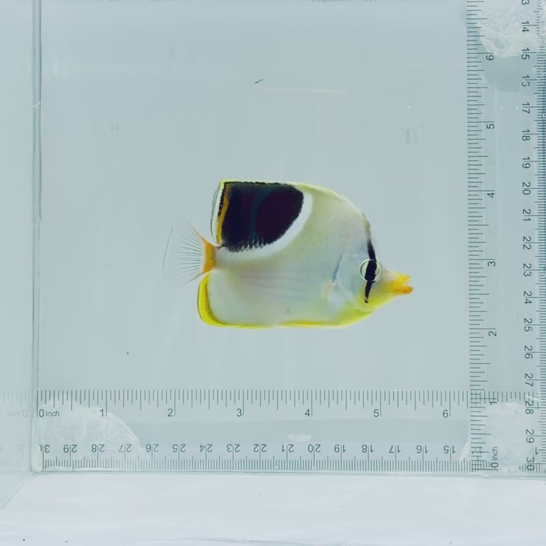 Saddleback Butterflyfish