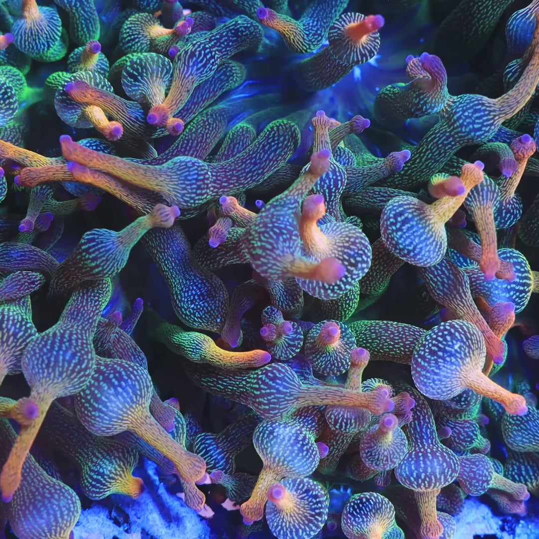 ECC Holy Grail Bubble Tip Anemone