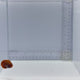 Golden Dwarf Angel Fish