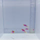 Helfrichi Firefish Goby Fish