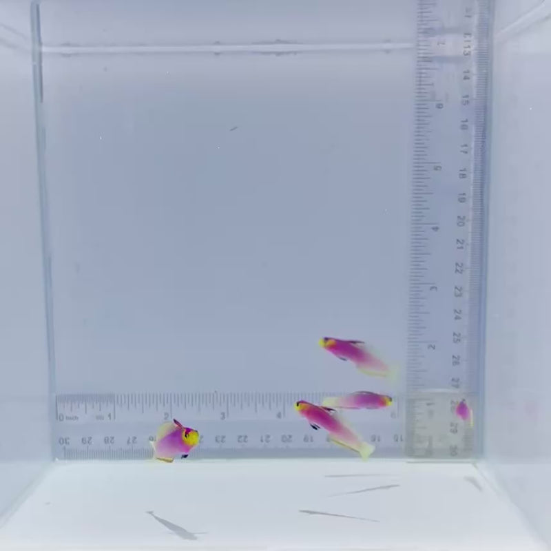 Helfrichi Firefish Goby Fish