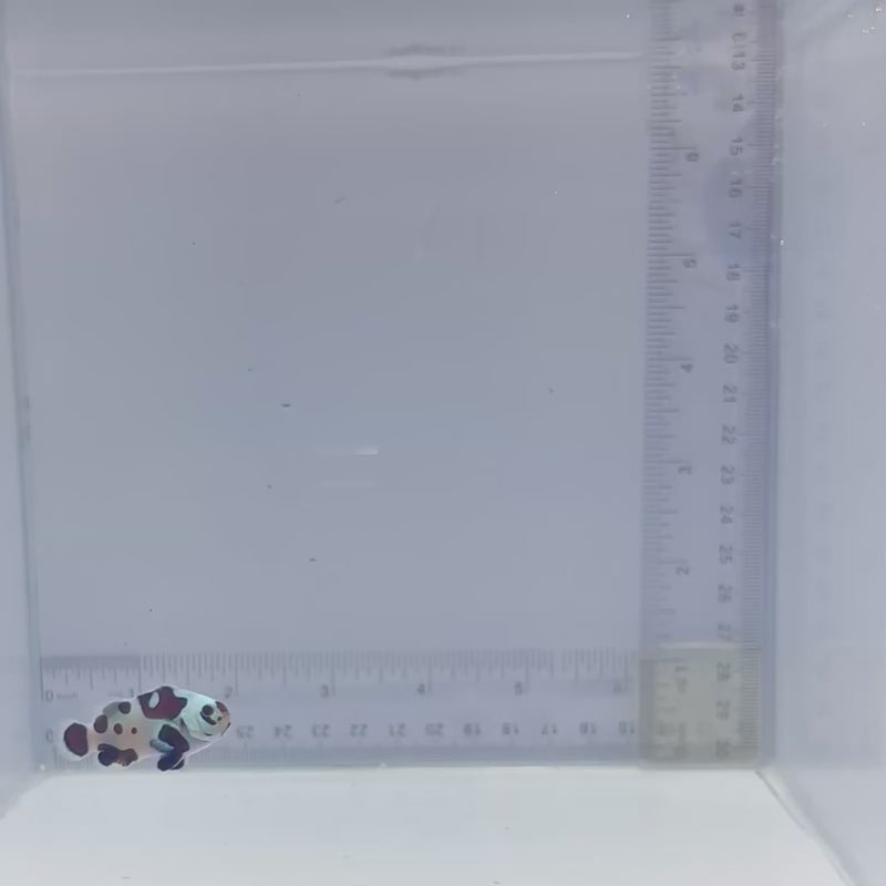 Black Storm Clownfish (Amphiprion ocellaris)