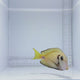 Lieutenant Tang Fish