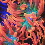 Colorado Sunburst Bubble Tip Anemone