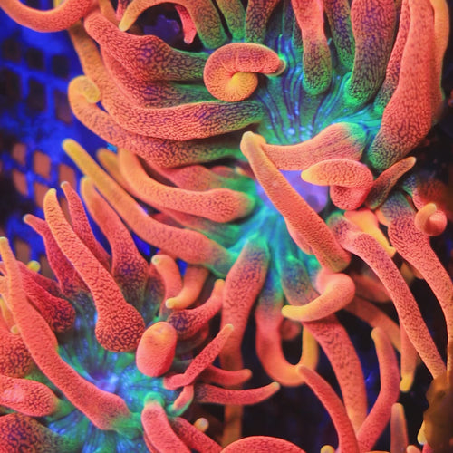 Colorado Sunburst Bubble Tip Anemone