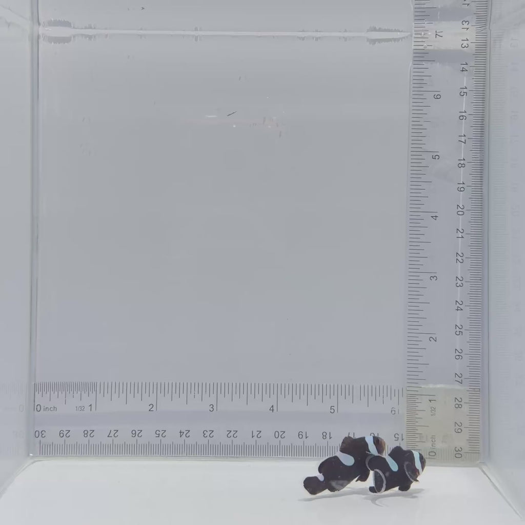 Extreme Black Misbar Clownfish Pair – Amphiprion ocellaris