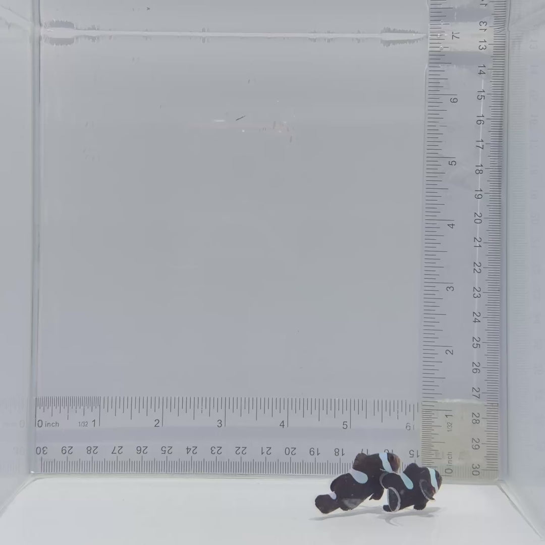 Extreme Black Misbar Clownfish Pair – Amphiprion ocellaris