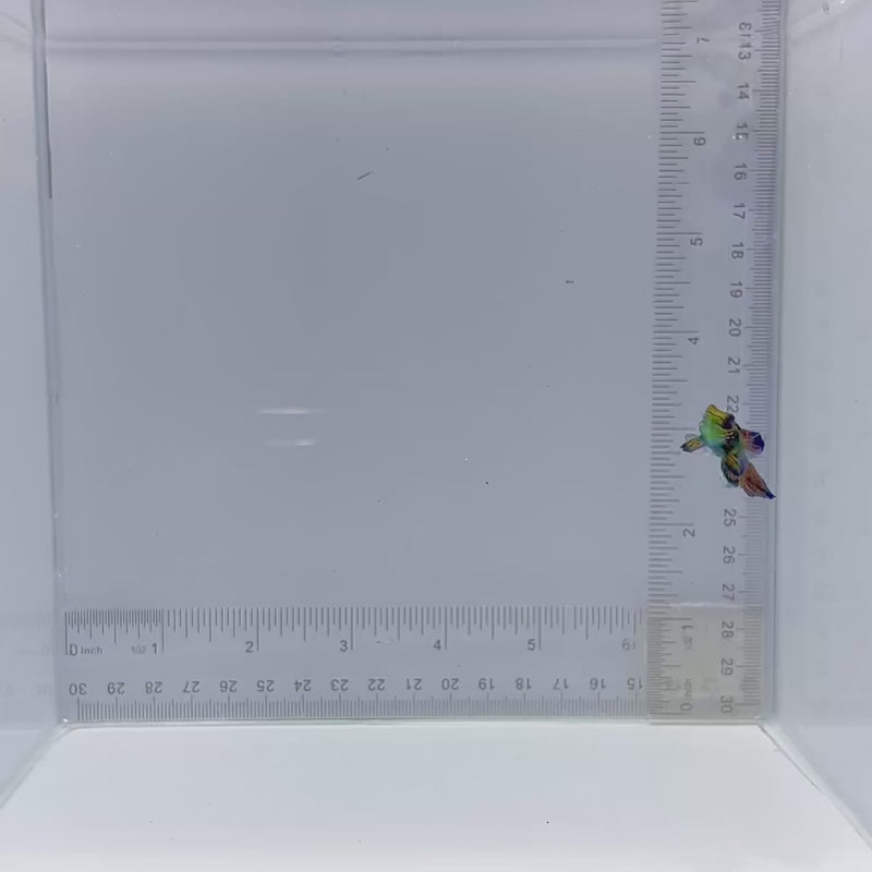 Captive Bred Male Green Mandarin Goby (Synchiropus splendidus)