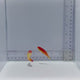 Nahacky Wrasse Fish Pair