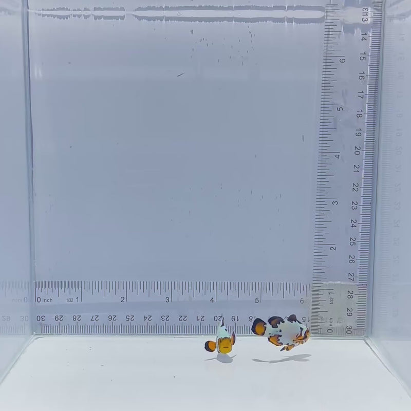 Sapphire Extreme Bullethole Pair Clown Fish