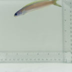 Dusky Tilefish