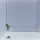 Captive Bred Pair Green Mandarin Goby