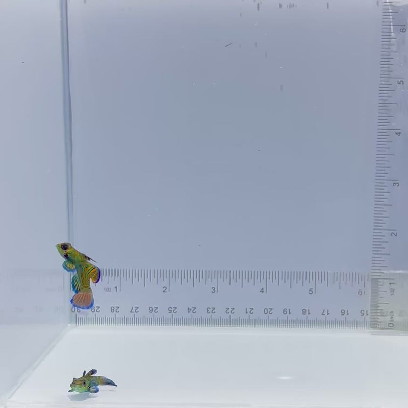 Captive Bred Pair Green Mandarin Goby