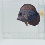 Gem Tang