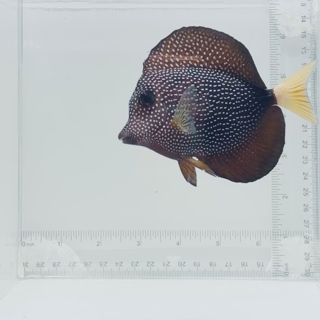 Gem Tang
