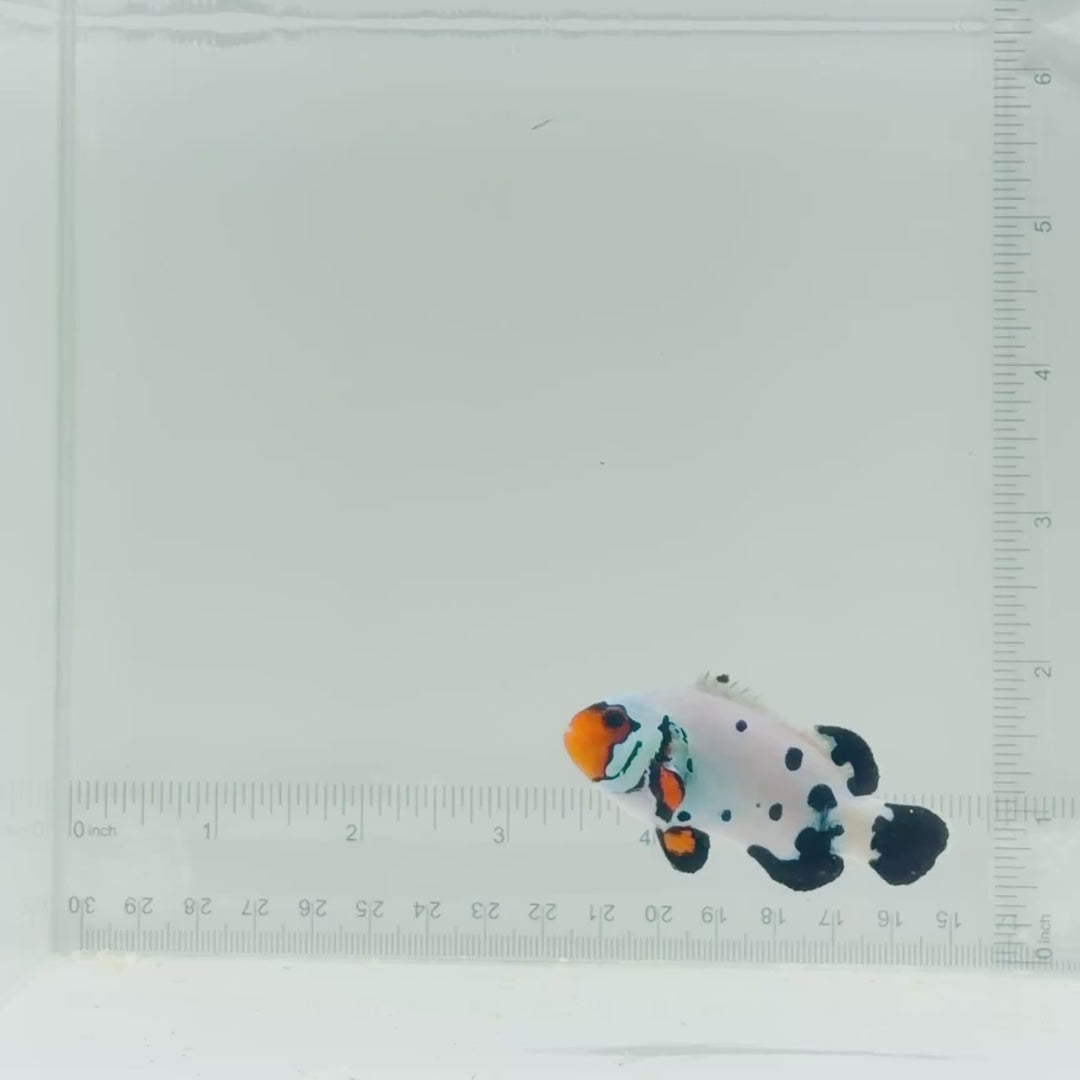 Jumbo Frostbite Clownfish