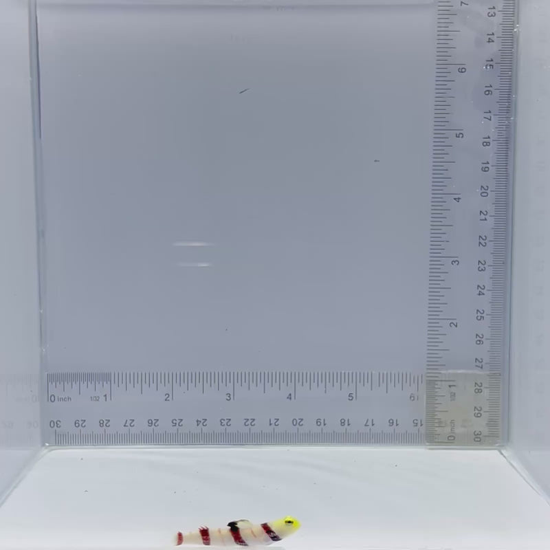 Dracula Goby (Stonogobiops dracula)