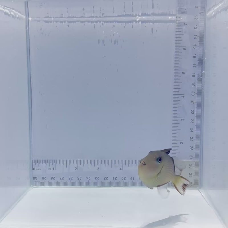 Blue Jaw(Throat) Trigger Fish Female