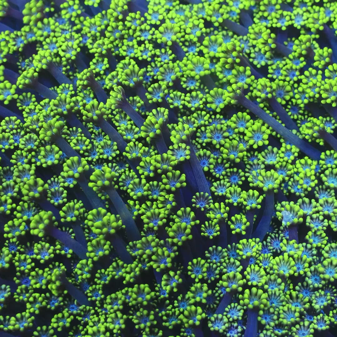 Bright Eye Alveopora Coral