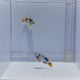 Bali Aquarich Black Helmet Picasso Clownfish Pair