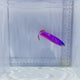 Purple Tile Fish