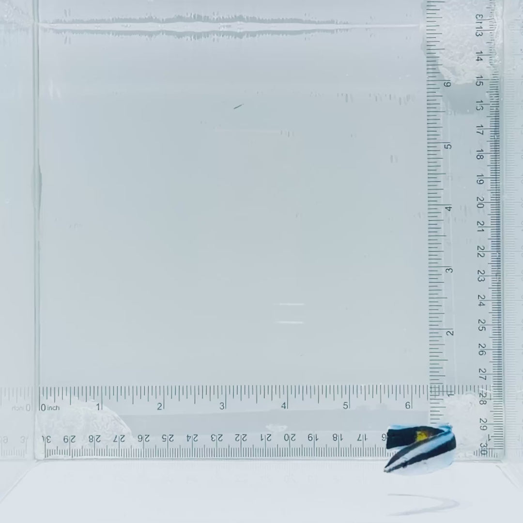 Yellow Patch Cleaner Wrasse