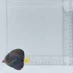 Gem Tang