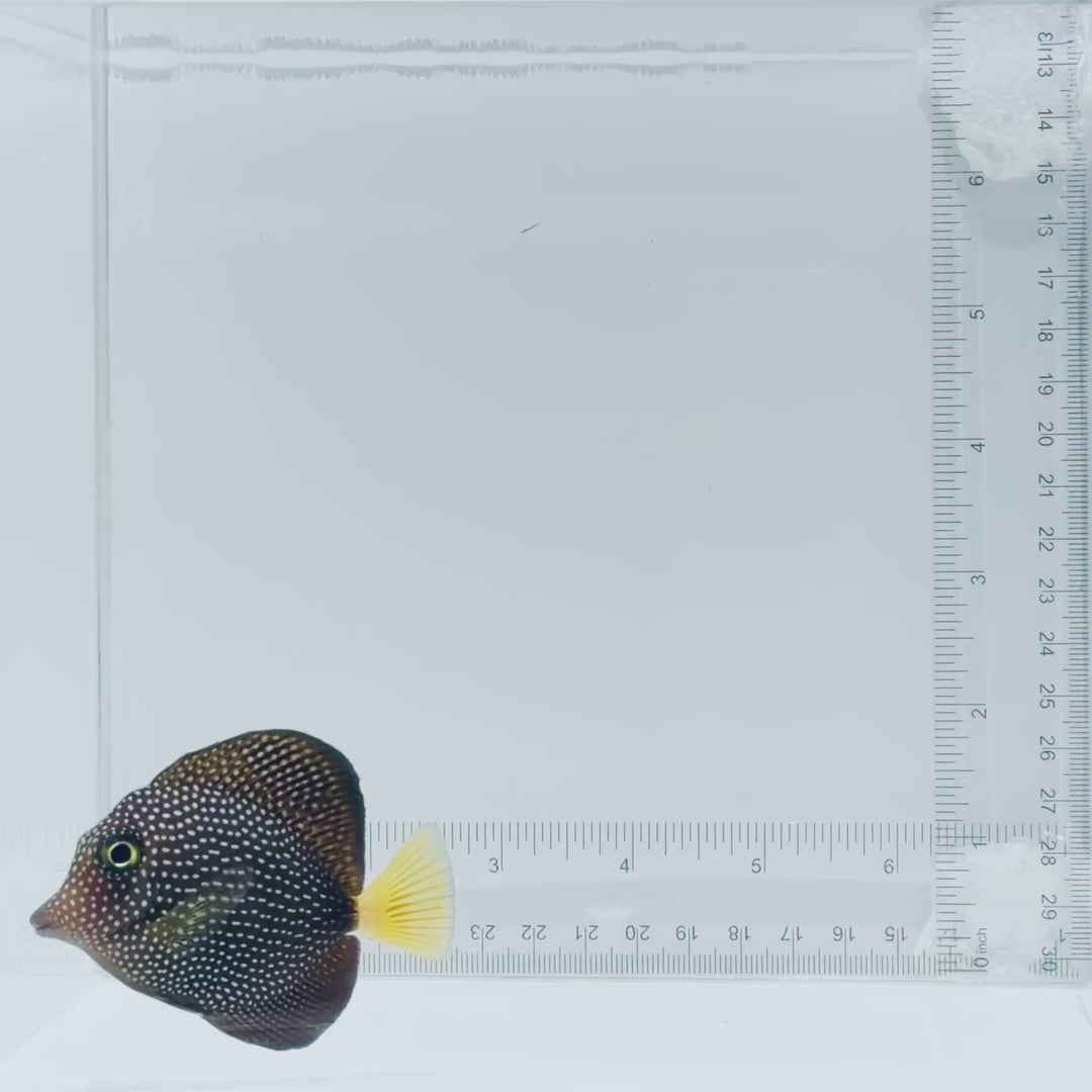 Gem Tang