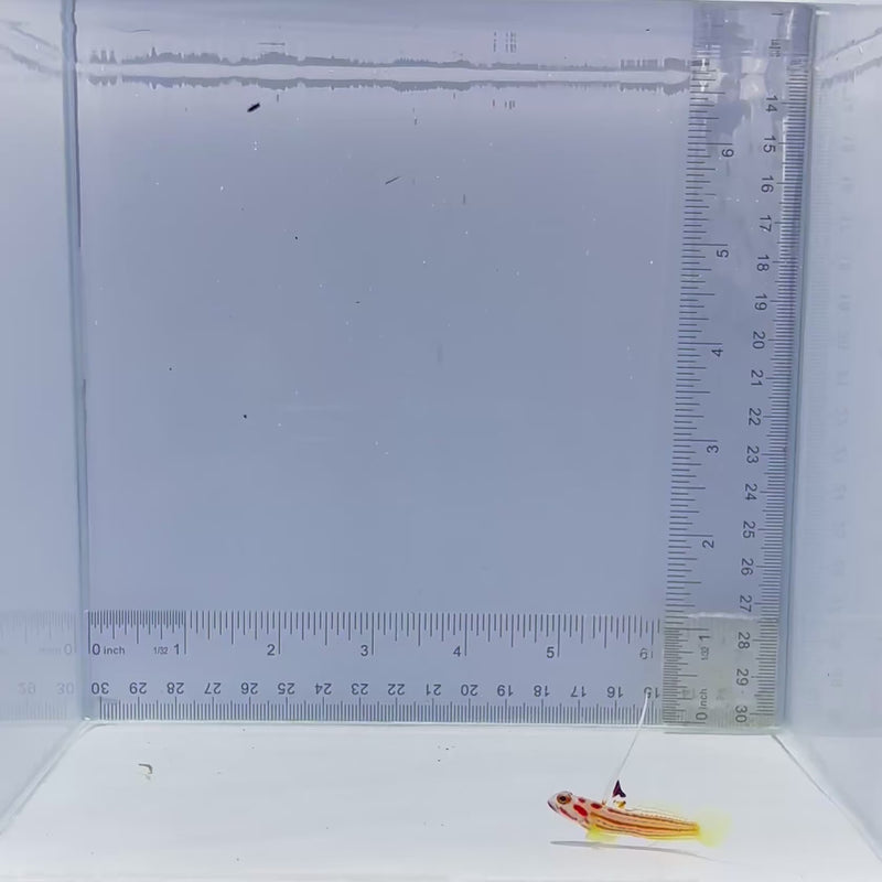 Yasha Hasha Goby Fish
