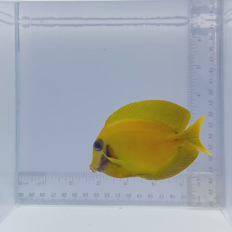 Chocolate Mimic Tang Fish