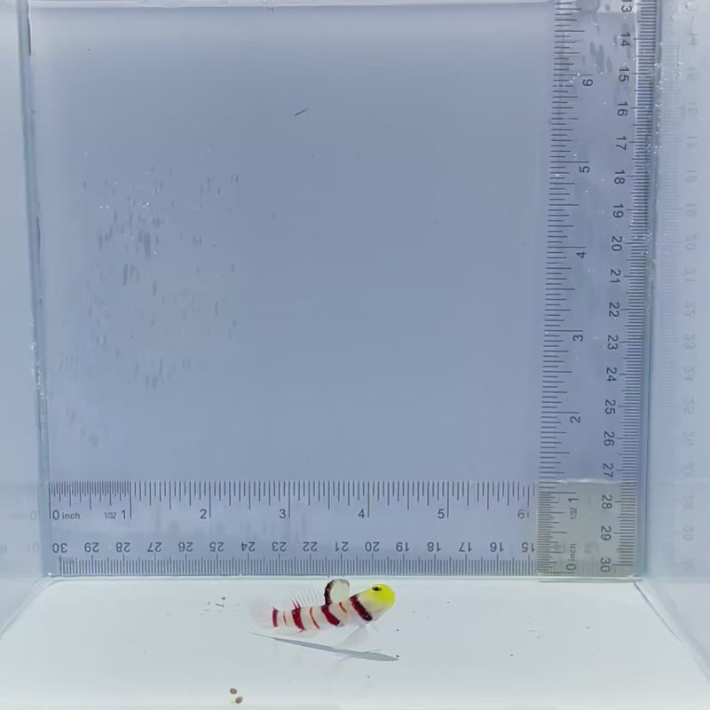 Dracula Goby Fish