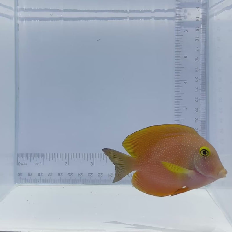 Square Tail Bristletooth Tang Fish
