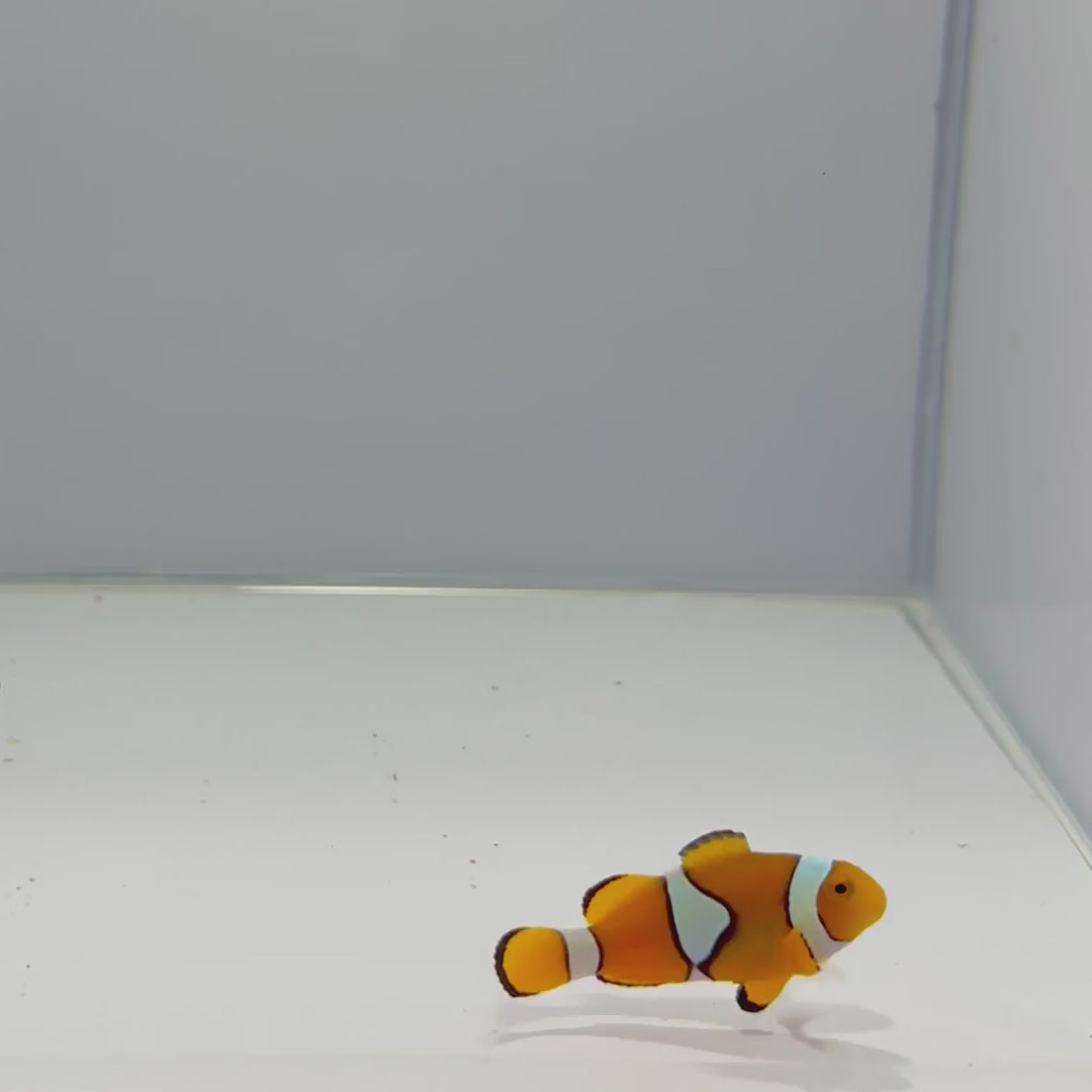 Wild True Percula Clownfish